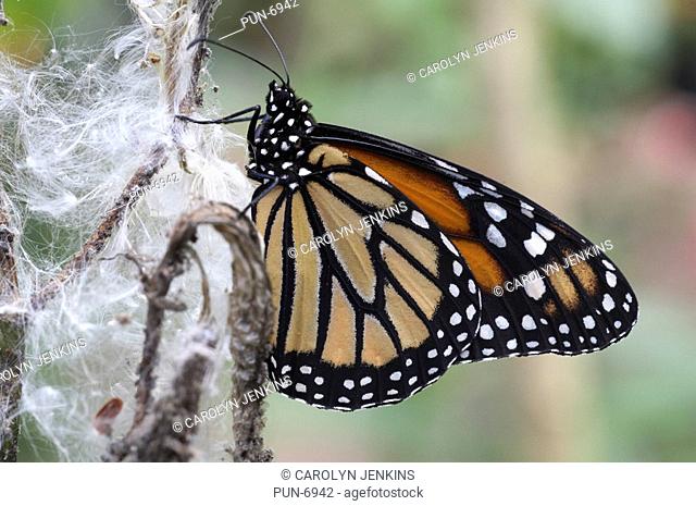 Monarch Danaus plexippus butterfly resting on seedhead in September at Mindo
