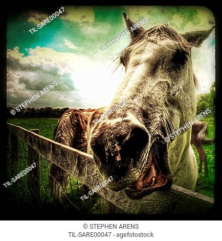A white horse reaching over a wooden fence with it's mouth open