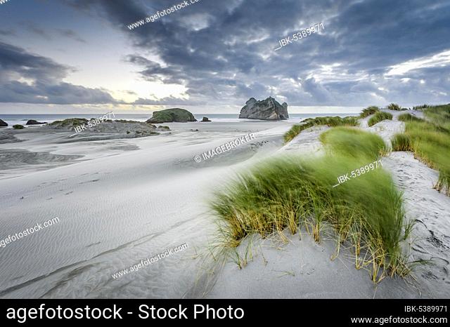 Grass-covered sand dunes at sunset, Wharariki Beach Puponga, North West Nelson Conservation Park, Tasman, South Island, New Zealand, Oceania