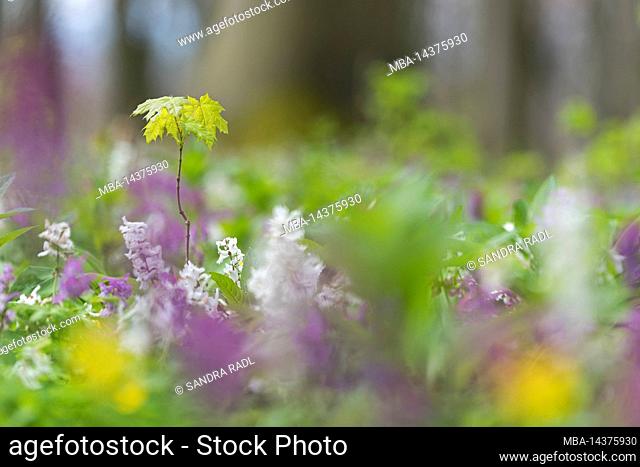 Maple sapling between the flowers of the Hollow Larkspur, spring, Hainich National Park, Germany, Thuringia