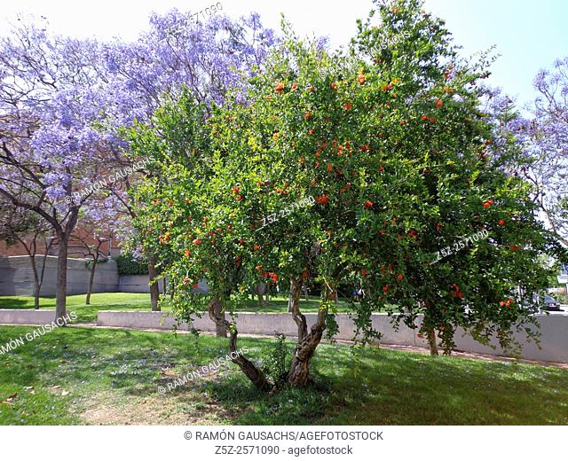 Pomegranate tree (Punica granatum). Catalonia, Spain