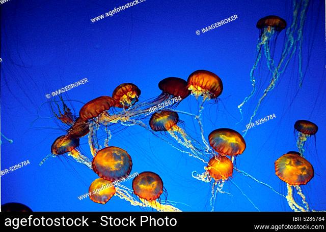 Purple-Stripped Jellyfish (pelagia noctiluca)