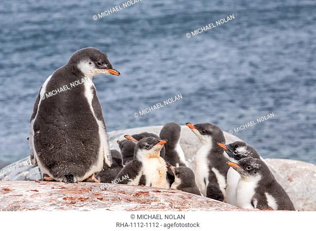 Gentoo penguin (Pygoscelis papua) chicks creche, Jougla Point, Wiencke Island, Antarctica, Southern Ocean, Polar Regions, Polar Regions
