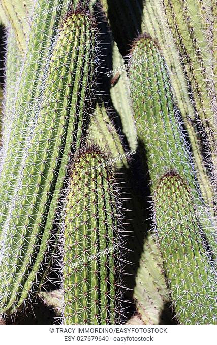 Close up of a columnar cactus with white and brown spines, in the desert in Arizona, USA