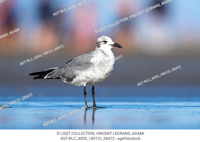 2nd cy Laughing Gull sitting on a beach, North Wildwood, New Jersey. August 2016., Laughing Gull, Leucophaeus atricilla