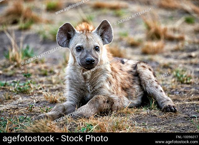 Spotted hyena, Crocuta crocuta, Queen Elizabeth National Park, Uganda, Africa