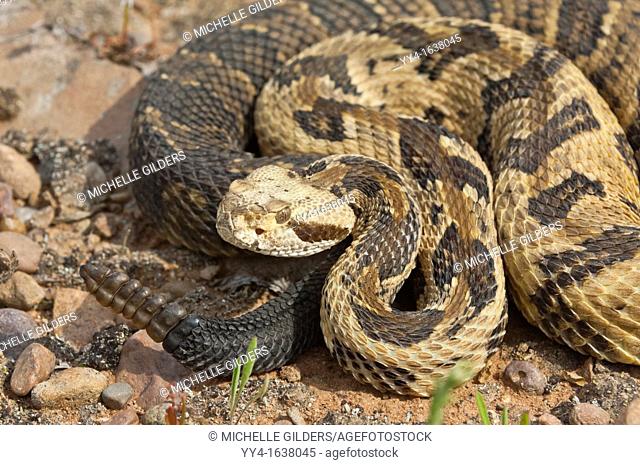 Canebrake, Timber rattlesnake, Crotalus horridus, native to eastern United States