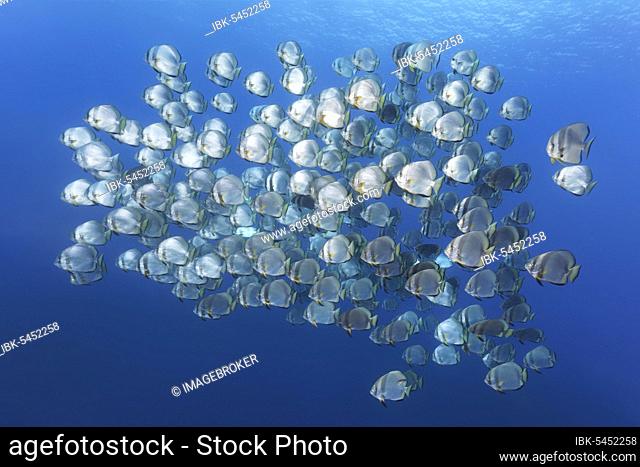 Large school of fish Orbicular batfish (Platax orbicularis), in blue water, Pacific, Sulu Lake, Tubbataha Reef National Marine Park, Palawan Province