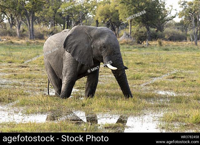 Loxodonta africana, an elephant wading through water in marshland