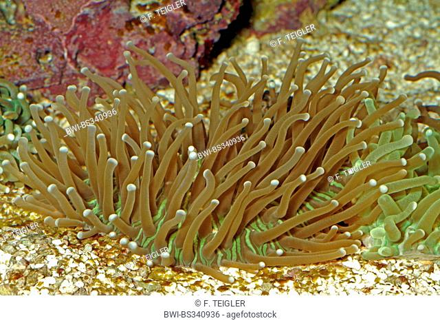 Long Tentacle Plate Coral (Heliofungia actiniformis), side view