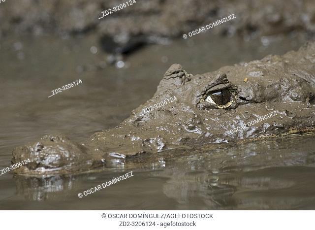Spectacled Caiman (Caiman crocodilus) portrait. Puerto Viejo river. Heredia province. Costa Rica