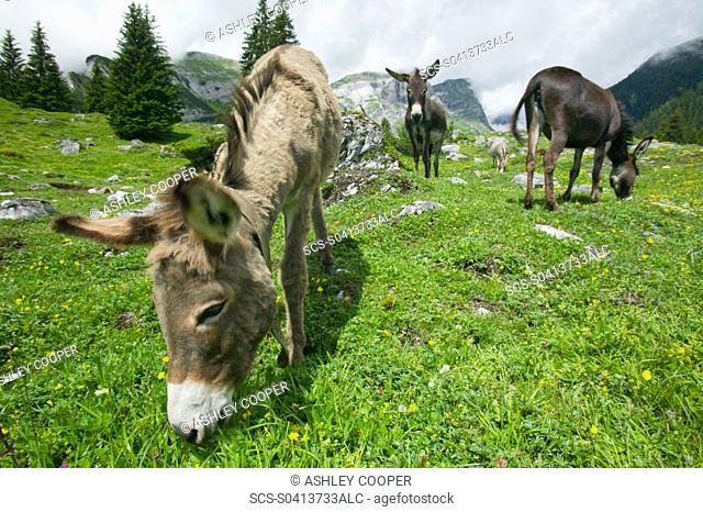 Donkeys in a pasture near Bargis Switzerland
