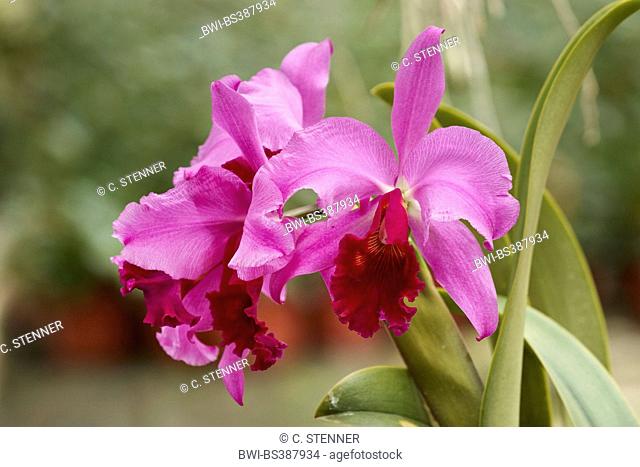 Cattleya orchid (Cattleya spec.), flowers