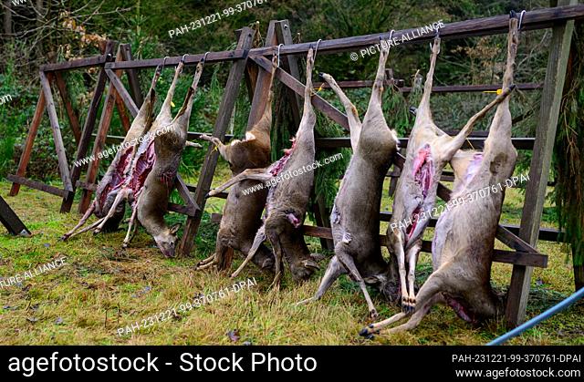 14 December 2023, Lower Saxony, Heimbuch: Freshly shot deer hanging from a wooden frame to cool down. The deer were previously shot during a driven hunt