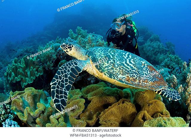 scuba diver and hawksbill turtle, Eretmochelys imbricata, Dumaguete, Apo Island, Negros, Philippines