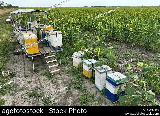 RUSSIA, KHERSON REGION - AUGUST 10, 2023: Extracting honey from beehives on a trailer in a field of sunflowers in Askania-Nova in summer