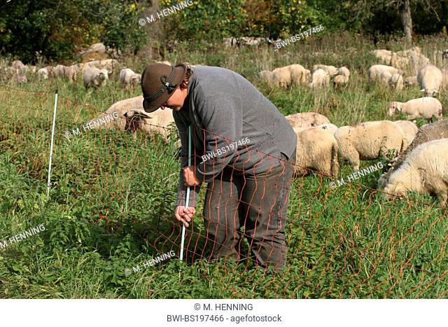 domestic sheep (Ovis ammon f. aries), female shepherd, building the fence, Germany