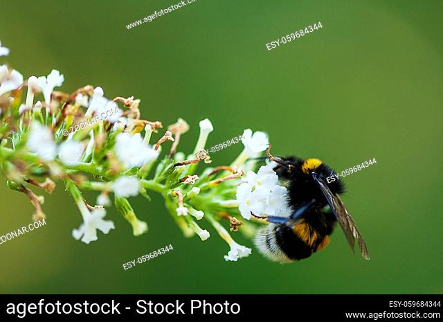 Close-up of a bumble-bee on a white flower. Shallow depth of field