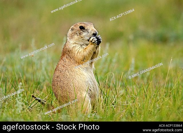 Protected species - the Black-tailed prairie dog, Cynomys ludovicianus, Grasslands, National Park, Saskatchewan, Canada