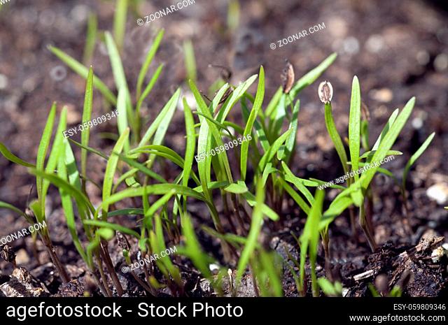 Dill; Anethum Ist eine Kraeuterpflanze, Kuechenkraeuterpflanze, Gewuerzpflanze, Kuechengewuerz, heipflanze, Duftpflanze