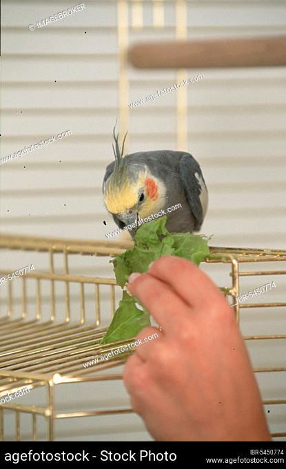 Cockatiel (Nymphicus hollandicus), male on cage, gets lettuce