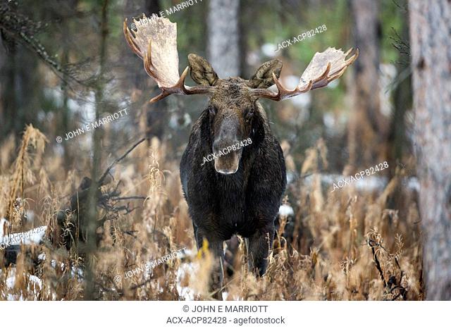 Bull moose in the Canadian Rockies