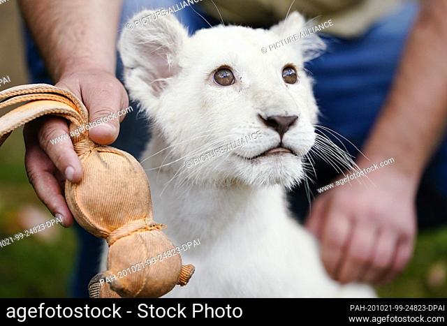21 October 2020, Rhineland-Palatinate, Landau: The baby lion Lea is sitting in a temporary enclosure after a press conference at the terrarium and desert zoo...