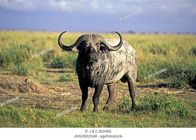 African Buffalo, Syncerus caffer, Amboseli Nationalpark, Kenya, Africa, adult