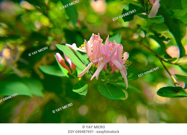 Beautiful, fragrant, pink Lonicera caprifolium perfolium honeysuckle buds with a natural background of leaves. Macro view in daylight