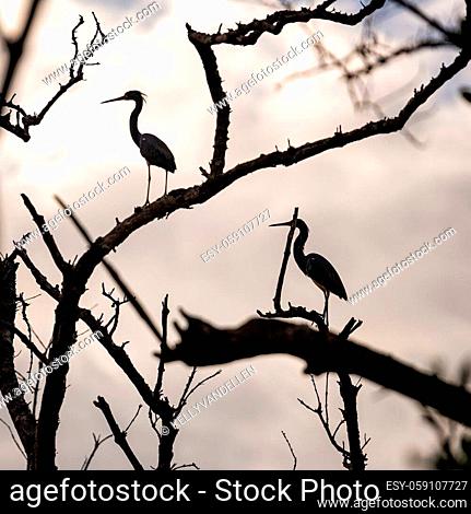 Two Heron Perched on Tree Limbs in Everglades