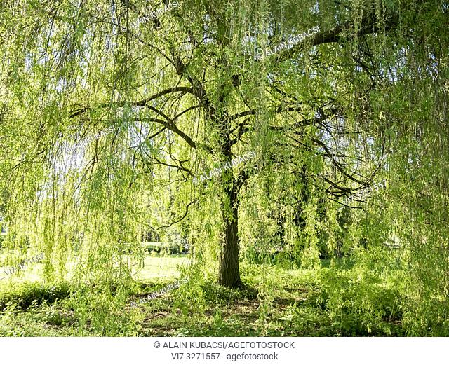 Weeping Willow / Salix babylonica
