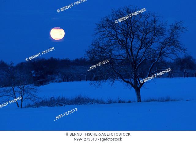 Moonset in winter, walnut tree, orchard, forest, snow-covered landscape, Franconian Switzerland, Bavaria, Germany