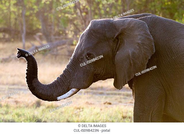 Elephant (Loxodonta africana) with trunk raised, Khwai concession, Okavango delta, Botswana