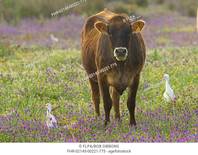 Cattle Egret Bubulcus ibis adults, foraging in Purple Bugloss, beside grazing domestic cattle, Coto Donana N P , Andalucia, Spain