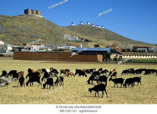 Goat herd in front of Don Quixote windmills, Consuegra, Castilla-La Mancha, Spain, Europe