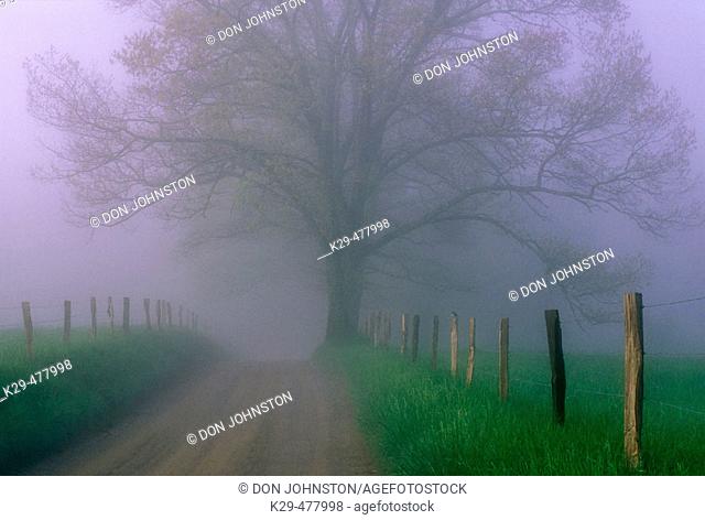 Fence line and trees in fog along Hyatt Lane in Cades Cove. Great Smoky Mountains NP. Tennessee. USA