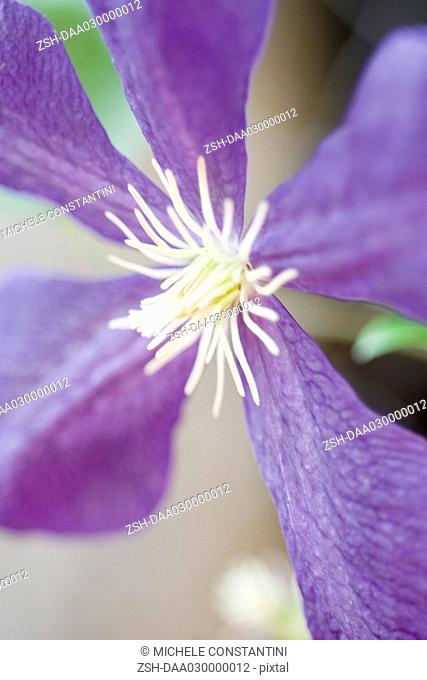 Clematis flower, extreme close-up