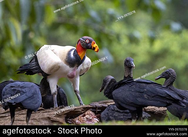 King Vulture (Sarcoramphus papa) and Black Vultures (Coragyps atratus) feeding - La Laguna del Lagarto Eco-Lodge, Boca Tapada, Costa Rica