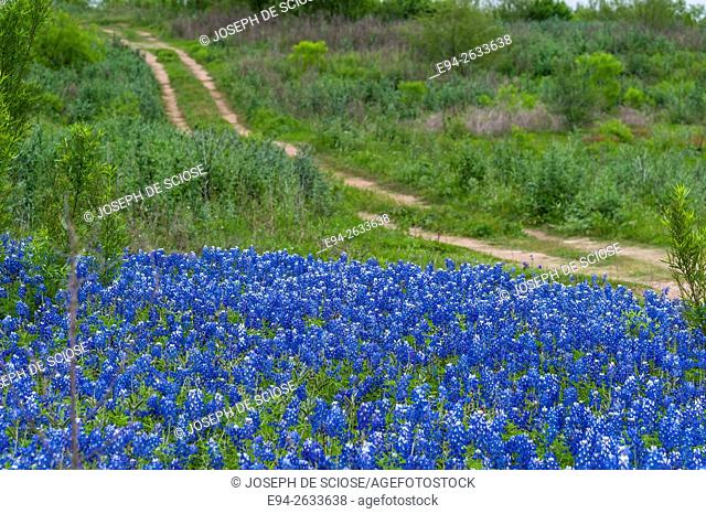 Bluebonnet wildflowers at the Muleshoe recreation area in Texas in the spring