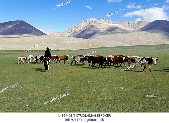 Mongolian, Kazakhstani shepherd with a herd of cattle, Aimak Bayan Ulgi, Altai, Kazakhstan, Mongolia, Asia