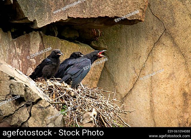 Common raven, corvus corax, juvenile chicks sitting on nest in mountainside and waiting to be fed. Young bird with dark black feathers calling with open beak in...