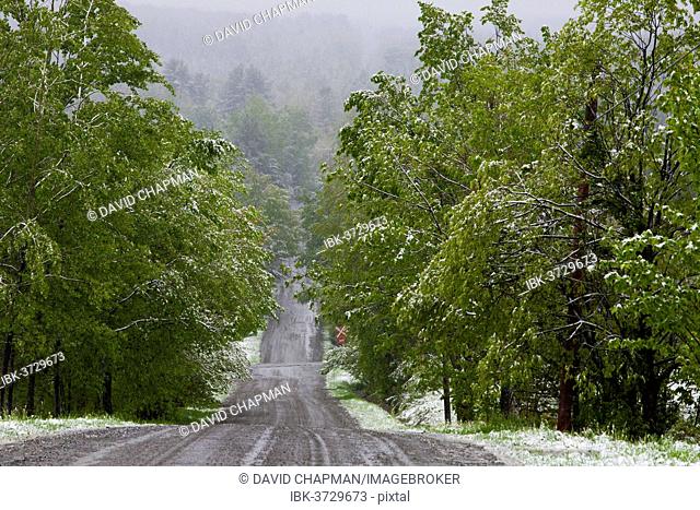 Road through forest with snow, Fulford, Eastern Townships, Quebec Province, Canada