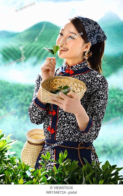 An oriental woman plucking tea in tea garden