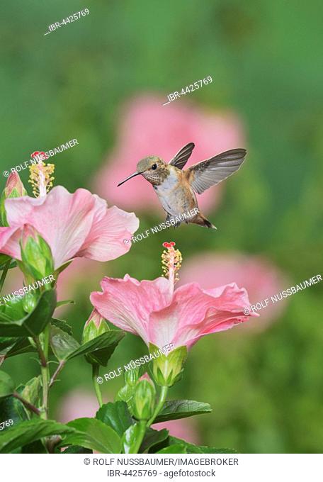 Rufous Hummingbird (Selasphorus rufus), young male on blooming Hibiscus flower, Hill Country, Texas, USA