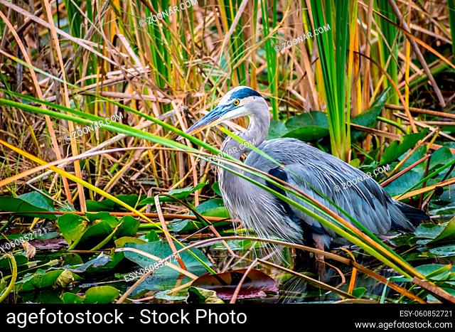 A portrait shot of a large wading bird chilling around a pond of the national park