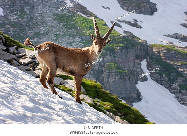 Alpine ibex (Capra ibex, Capra ibex ibex), standing on a slope with snow, Switzerland, Toggenburg, Chaeserrugg