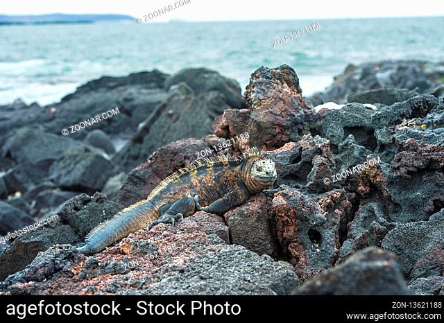 Meerechse Amblyrhynchus cristatus albemarlensis, eine Insel Isabela, Galapagos Inseln, Ecuador / Marine iguana Amblyrhynchus cristatus albemarlensis