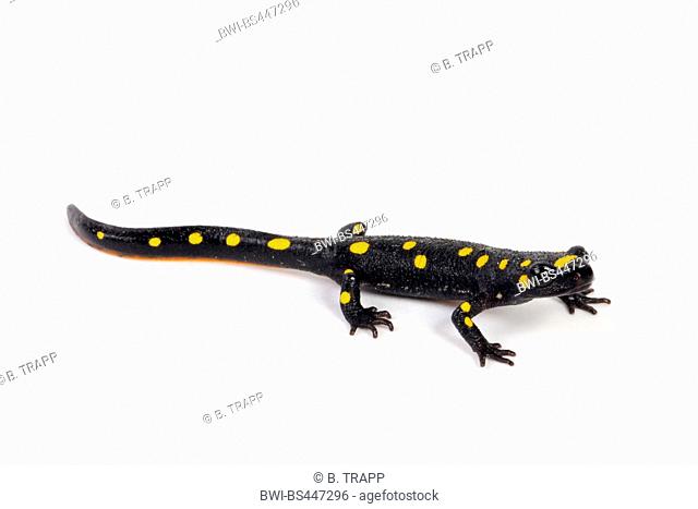 Barans Brook Salamander, Strauchs Spotted Newt, Turkish Spotted Newt, Anatolia Newt, Yellow-spotted Newt (Neurergus strauchii barani, Neurergus barani)