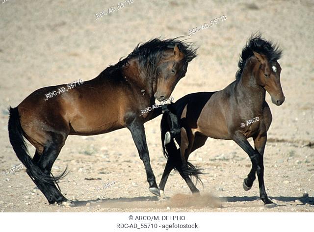 Wildhorses stallions Namib desert Namib Naukluft Park Namibia