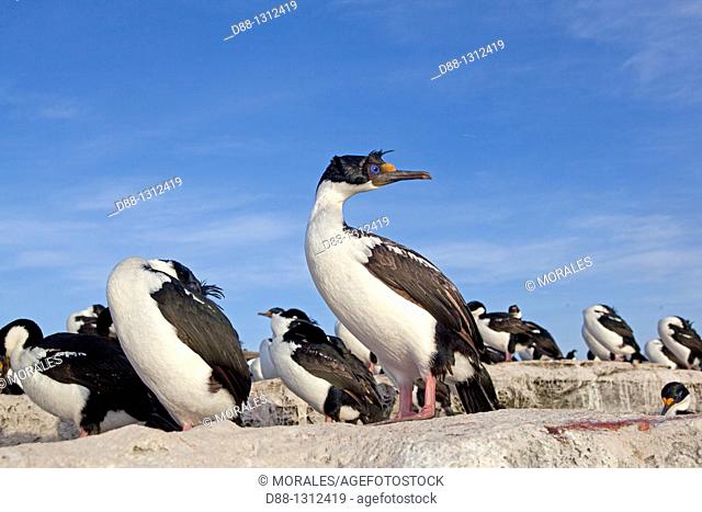 Falkland Islands , Sea LIon island , King Shag or Imperial Shag Phalacrocorax atriceps albiventer